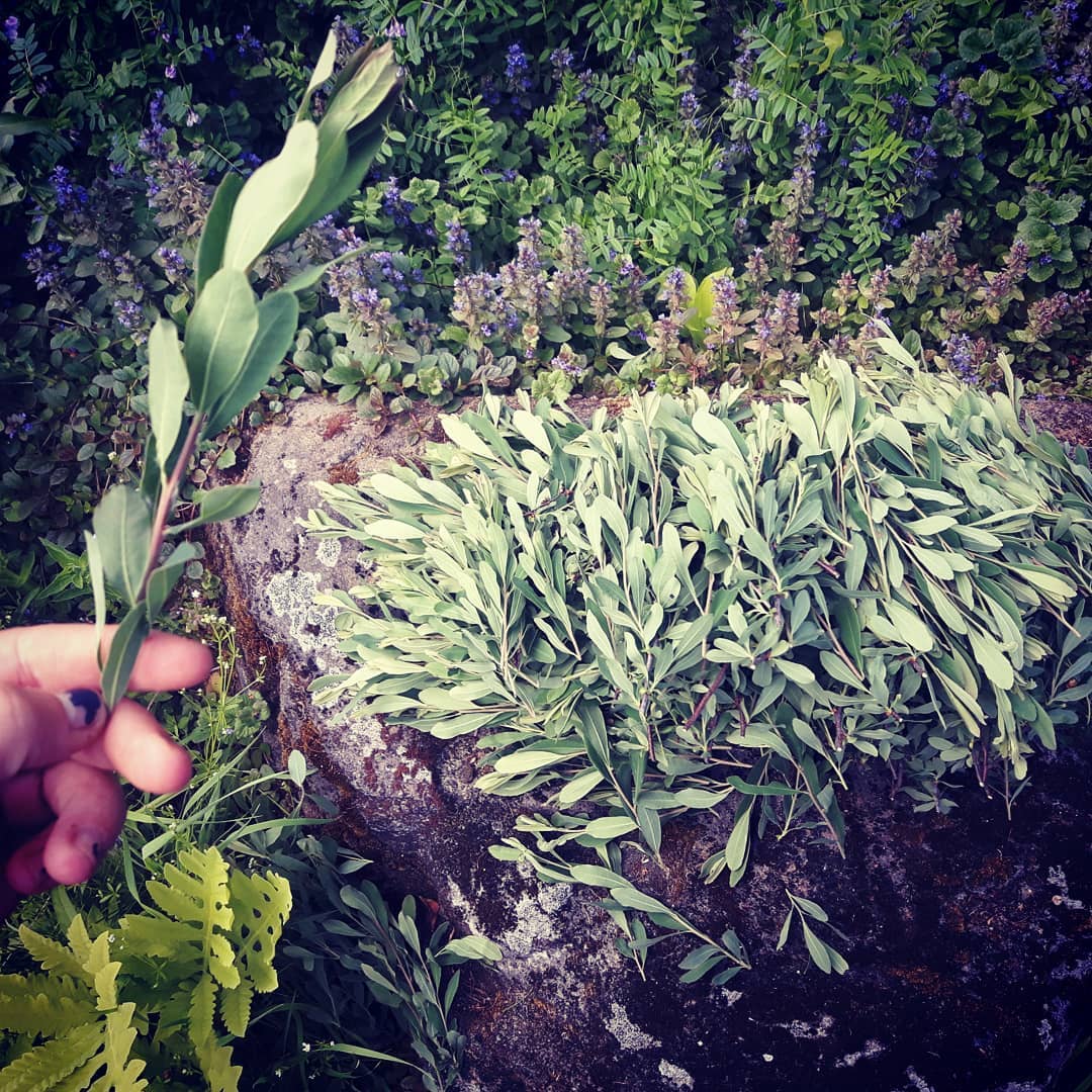 Tisane Rêves lucides.