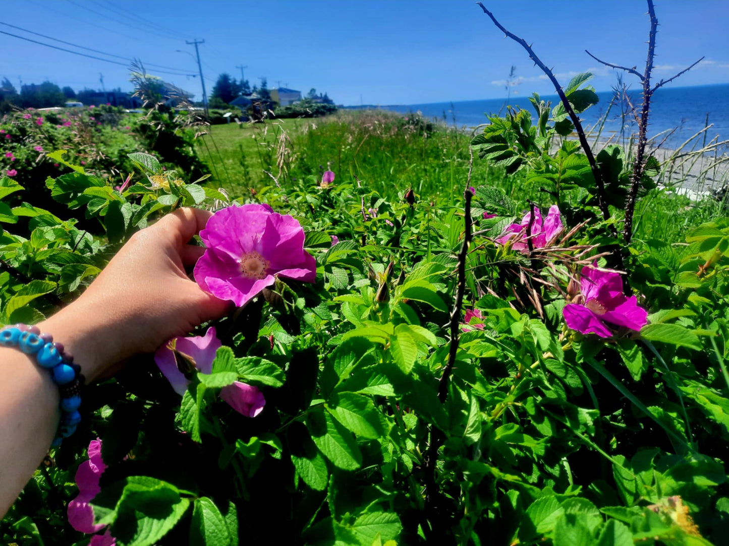 Atelier de cueillette de plantes médicinales du Québec & astuces de sorcière!