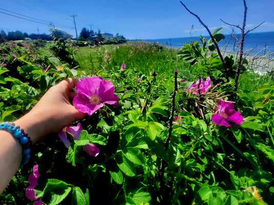 Baume à lèvre Rose, sureau & betterave
