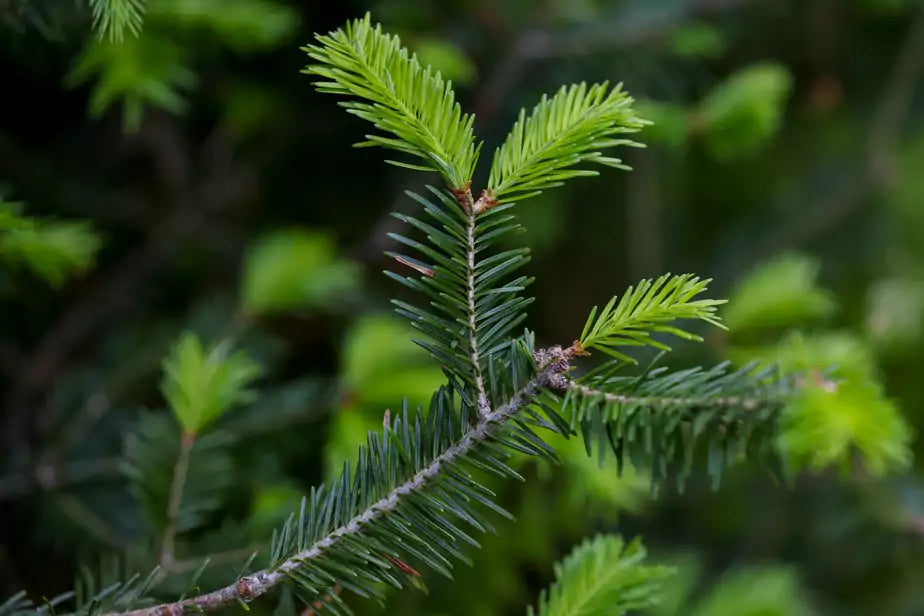 Baume de l'ours qui tousse