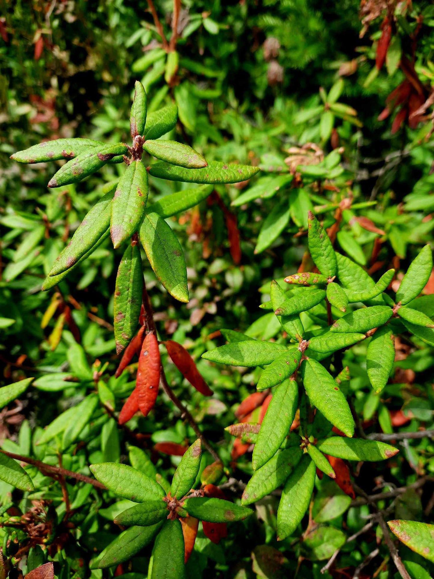 Tisane Rêves lucides.