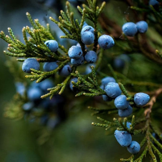 Huile de la Sorcière-élixir magique