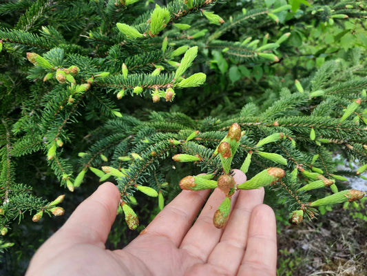 AURA BORÉALE– Brume de protection énergétique | Miss Marmite