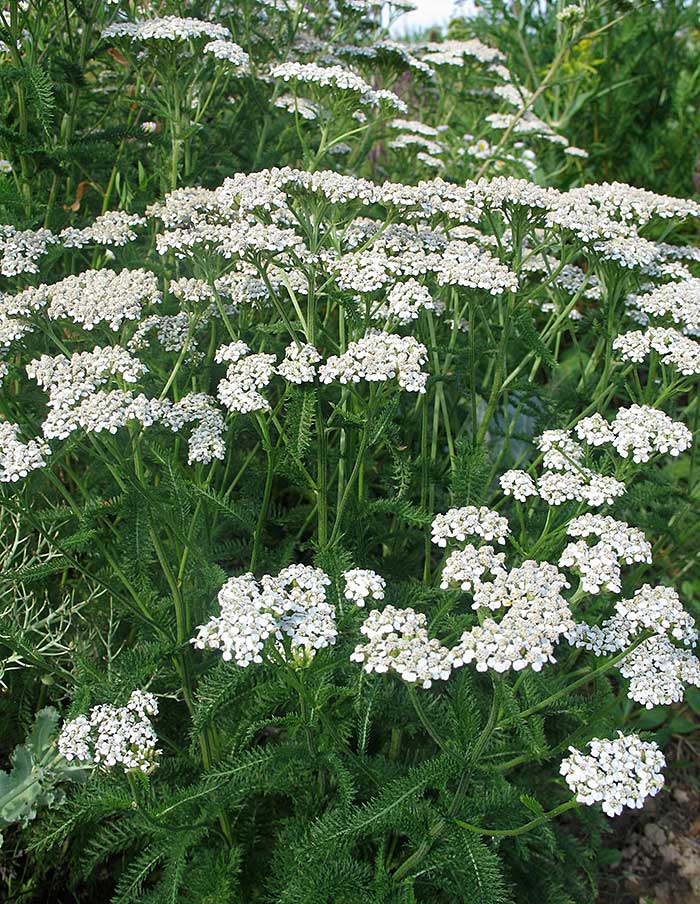 Tisane forêt boréale