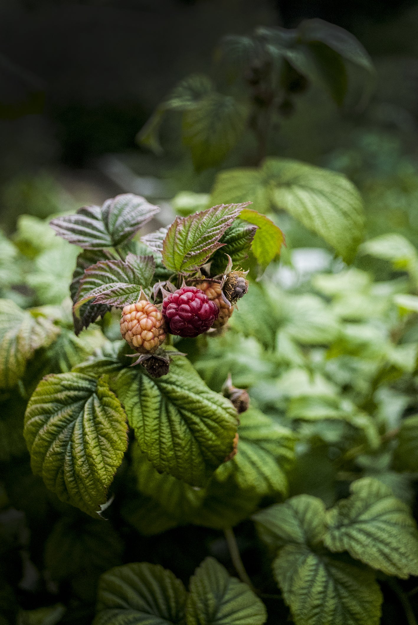 Tisane féminithé