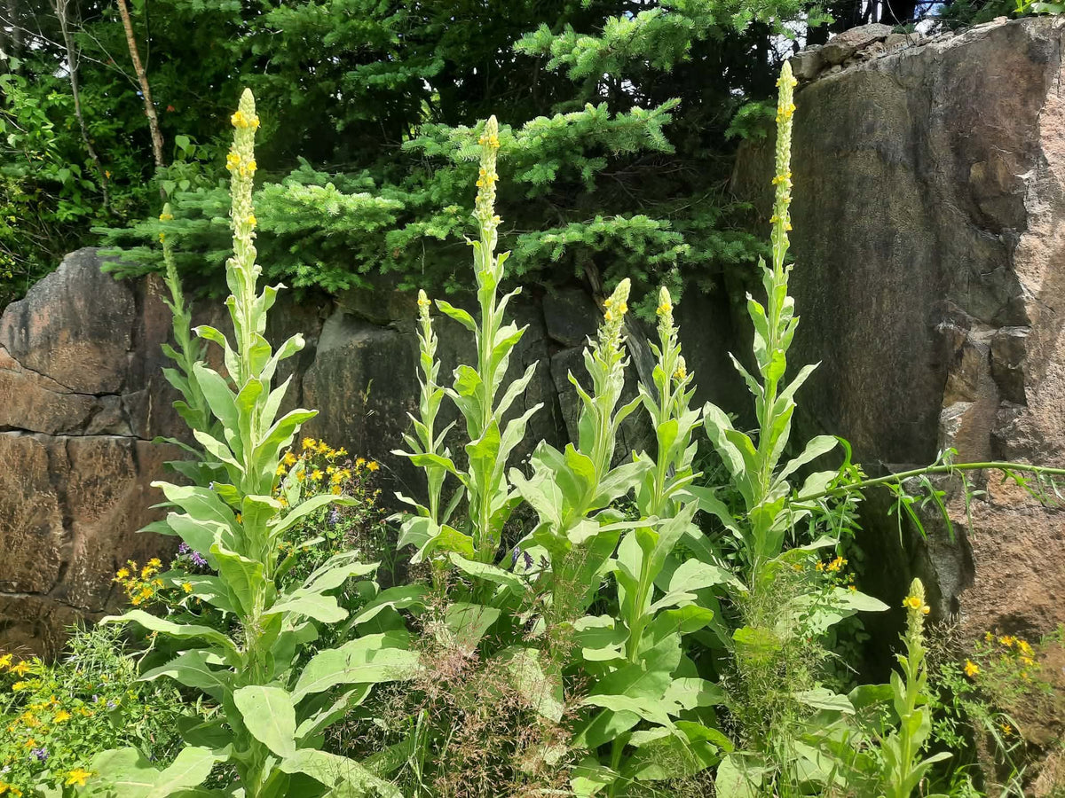 Teinture-mère de Molène Verbascum thapsus