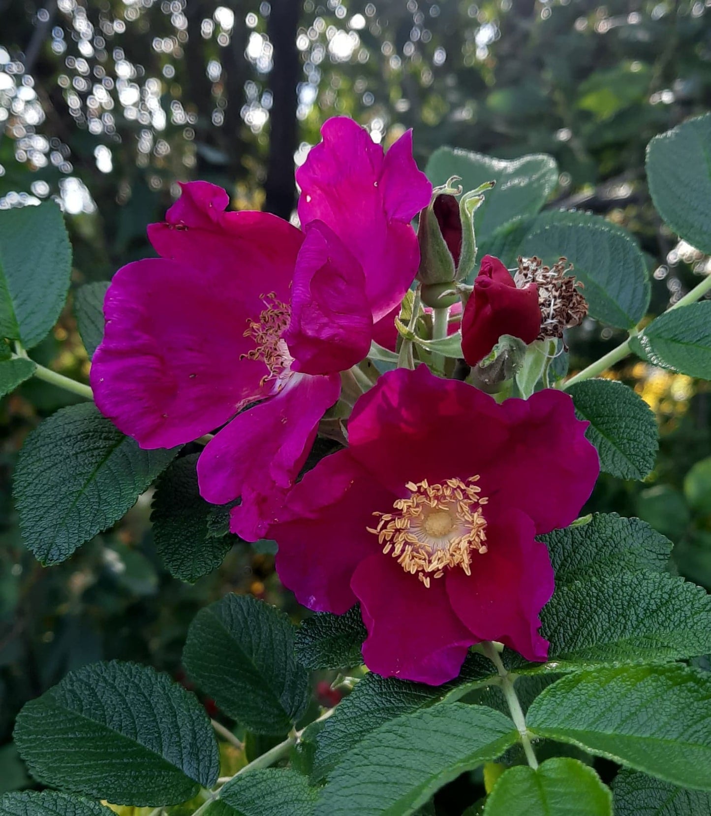 Huile infusée : Roses sauvages - AMOUR