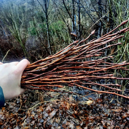 Onguent Populeum – boréal & réparateur