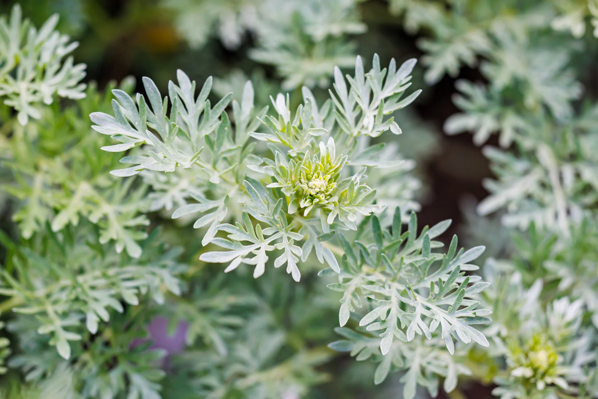 Parfum signature - Herbes Maudites