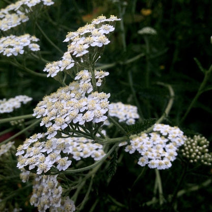 Calme tes hormones - Huile Équilibre Féminin