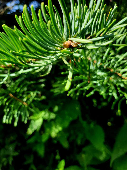 Parfum signature - Forêt enchantée