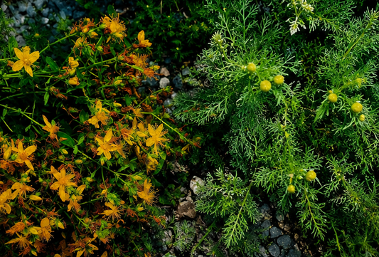 Parfum signature - Herbes Maudites