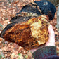 Chaga, extraction double